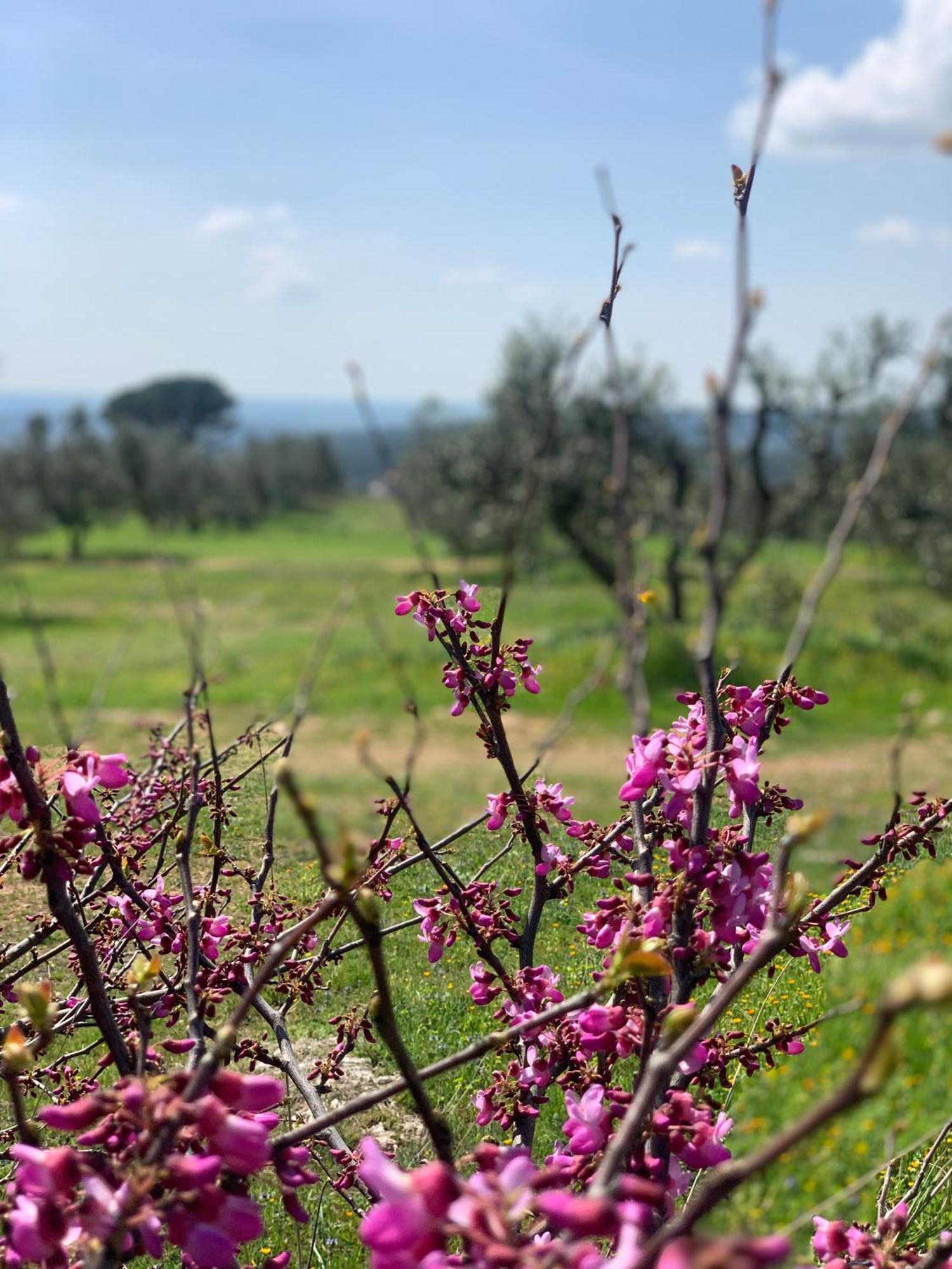Agriturismo Poggio Falco Batignano מראה חיצוני תמונה
